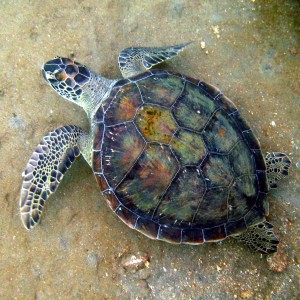 Turtle at Palmeira port