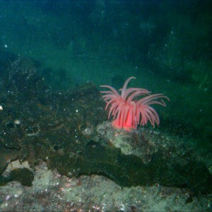 Random anemone