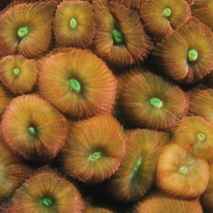 Coral Pumpkins
