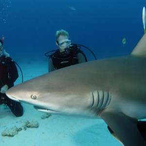 Stuart Cove Sharke Dive 1