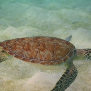 Curacao Turtles