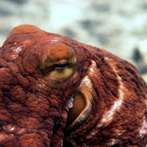 Macro Day Octopus