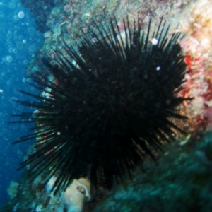 Black_Sea_Urchin