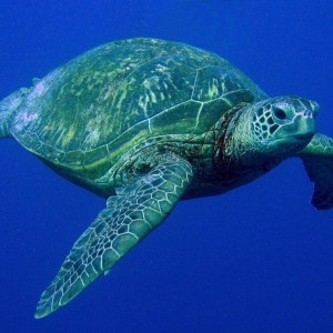 Turtle --- YO 257