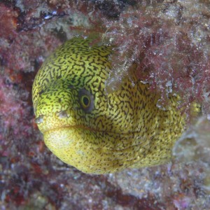 Yellow_goldentail_eel