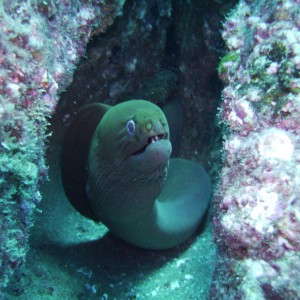 Moray eel 3