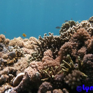 Punta Bilar Reef, Surigao