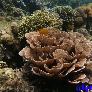 Coral Reef Punta Bilar