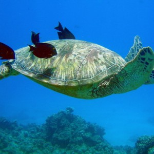 Green Sea Turtle Getting Clean -- Turtle Canyons