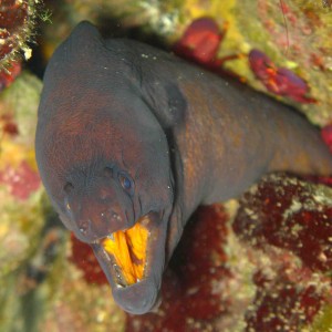 Morays from Cabo Verde