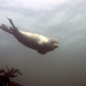 Harbor seals, Isles of Shoals 080705