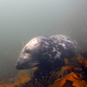 Harbor seals, Isles of Shoals 080705