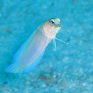 Jawfish