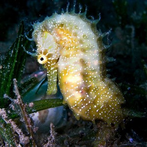 Seahorse 2 (Mediterranean/Greece)