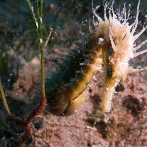 Seahorse 4 (Mediterranean/Greece)