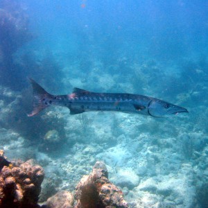Barracuda With A hook In It's Mouth