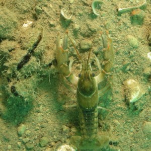 Lobster_or_Crayfish