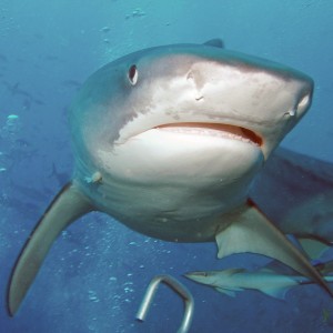 Beqa shark dive