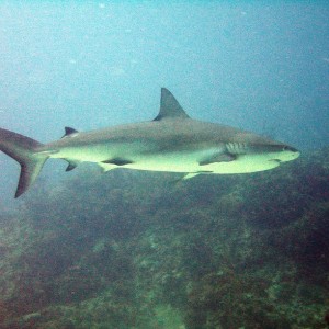 Caribbean_Reef_Shark_30