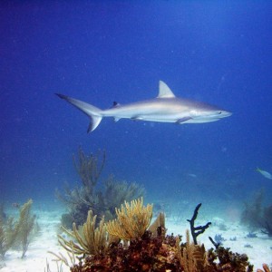 Caribbean_Reef_Shark_3