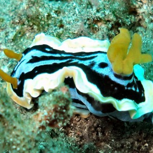 Not sure which nudibranch this is