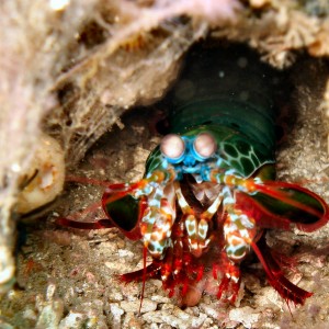 A Mantis Shrimp trying to be tough