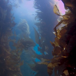 Kelp at Casino Point