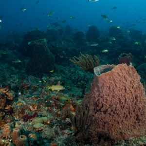 Gazebo Reef