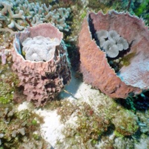 Coral in Barrel Sponges