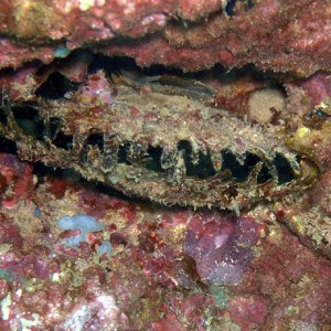 Black-Lipped Pearl Oyster