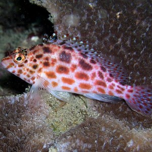 Hawkfish on the Lookout