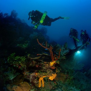 Rebreather Reef