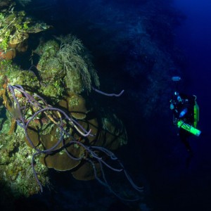Deep Reef
