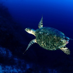 Turtle in the Deep