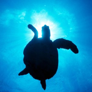 Turtle Silhouette