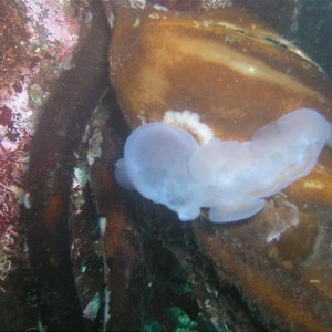 Hooded Nudibranch on kelp
