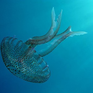 Jellyfish (Meditteranean/Greece)