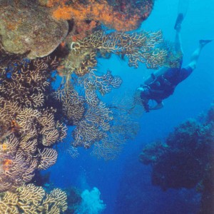 Palancar  Reef, Cozumel
