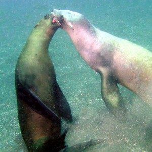 Sea lions brawling