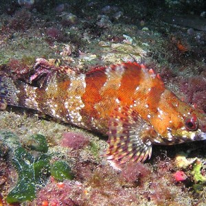 Painted greenling