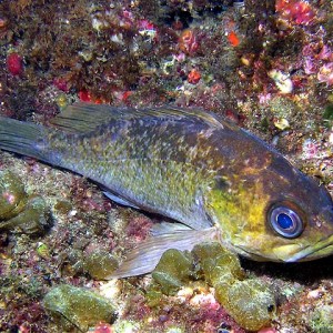 Kelp rockfish