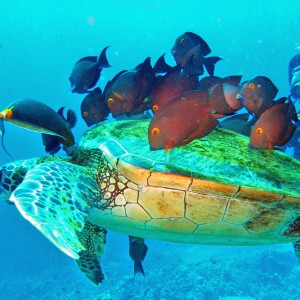 Sea Turtle at cleaning station