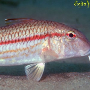 Red Mullet Hunting for Food