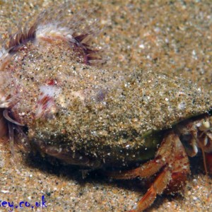Hermit Crab & Cloak Anemone