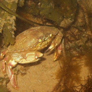 Defensive_crab