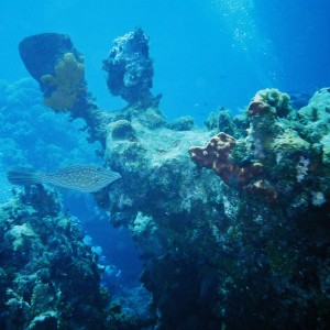 Cayman Brac Reef