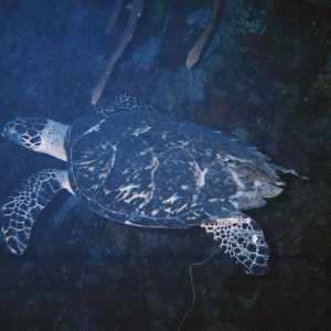 Bloody Bay Wall Turtle