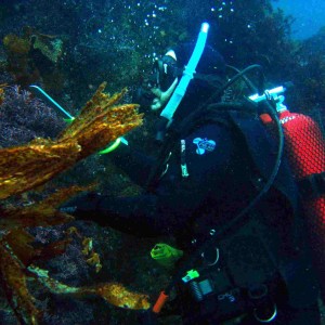 Diver Hunting Scallops