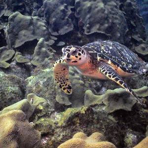 Hawksbill Turtle in Curacao