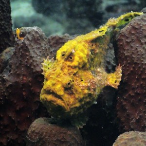 Yellow Frogfish in Curacao